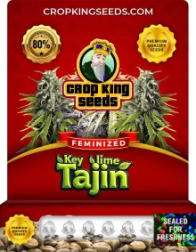 Key Lime Tajin Strain