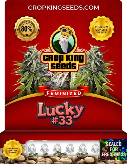 Lucky #33 Strain