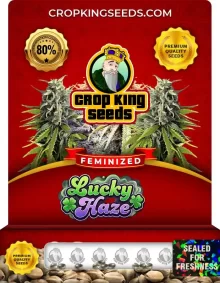 Lucky Haze Strain