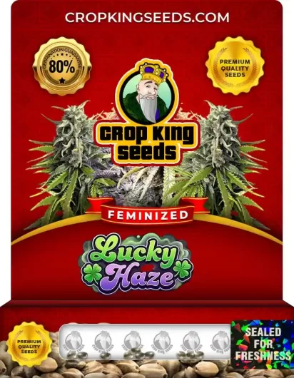 Lucky Haze Strain
