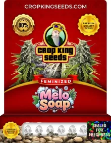 Melo Soap Strain