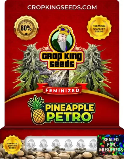 Pineapple Petro Strain