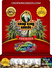 Rainbow Sherb Belts Strain