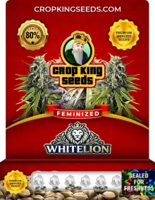 Whitelion Strain