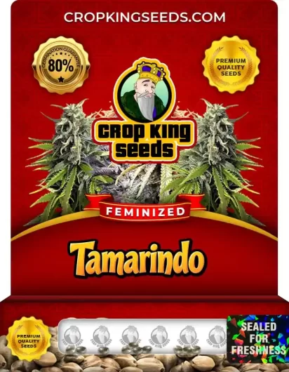 Tamarindo Strain