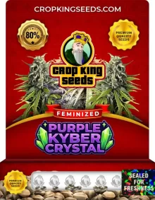 Purple Kyber Crystal Strain