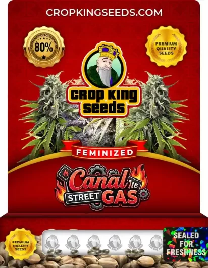 Canal Street Gas Strain