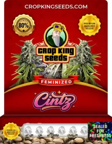 Cintz Strain