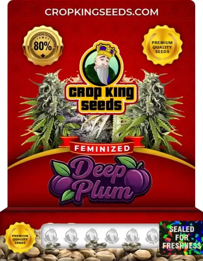 Deep Plum Strain