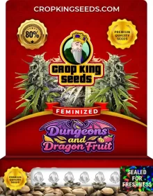 Dungeons and Dragon Fruit Strain