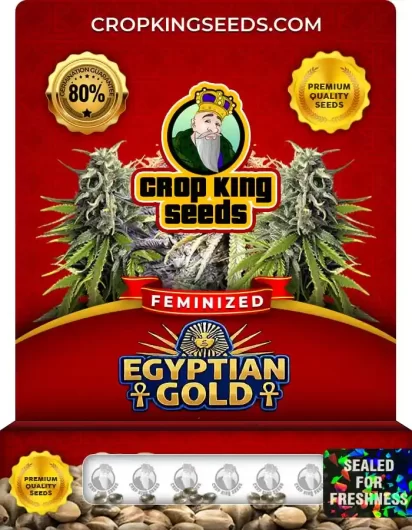 Egyptian Gold Strain