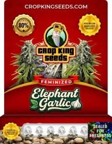 Elephant Garlic Strain