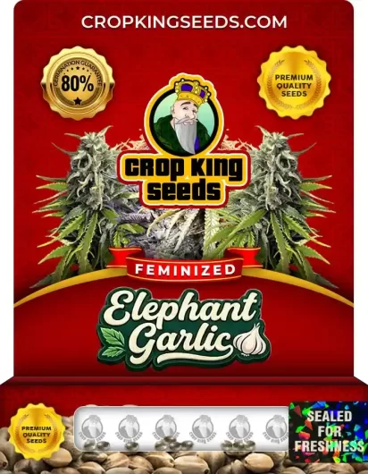 Elephant Garlic Strain