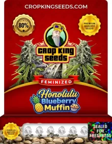 Honolulu Blueberry Muffin Strain