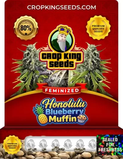 Honolulu Blueberry Muffin Strain