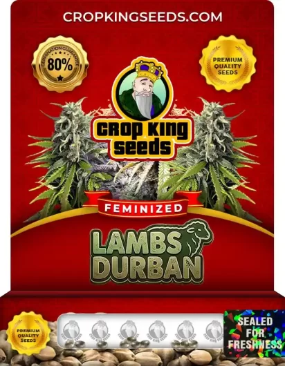 Lambs Durban Strain