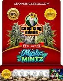 Mystic Mintz Strain