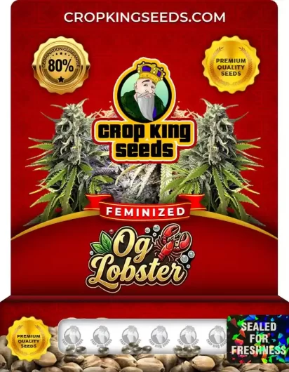 Og Lobster Strain