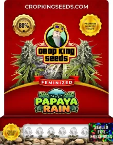 Papaya Rain Strain