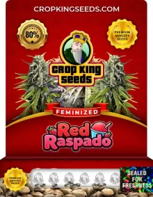 Red Raspado Strain