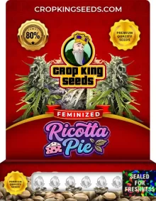 Ricotta Pie Strain