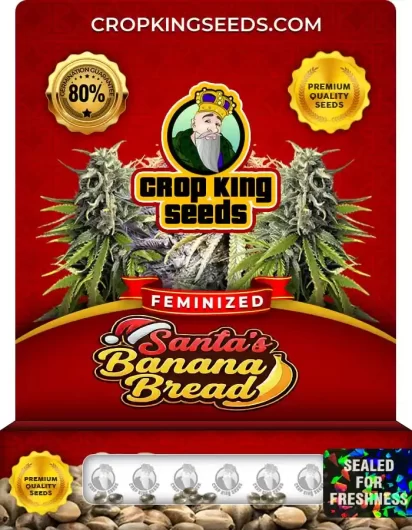Santa’s Banana Bread Strain