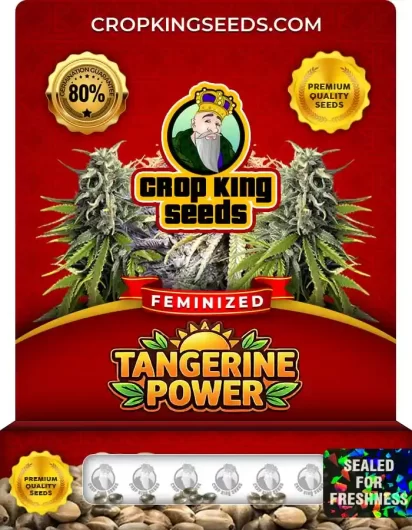 Tangerine Power Strain