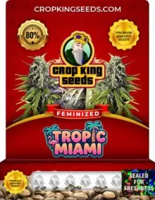 Tropic Miami Strain