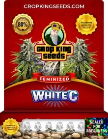 White C Strain
