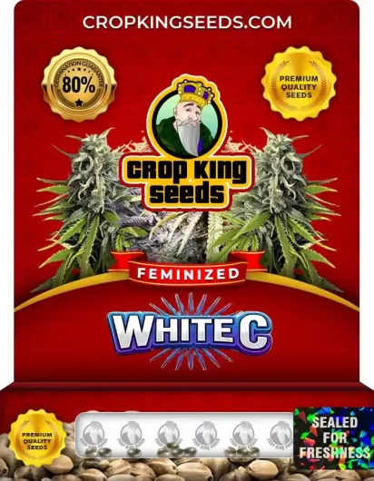White C Strain