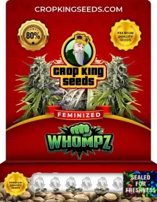 Whompz Strain