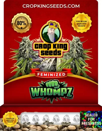 Whompz Strain