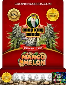 Mango Melon Strain