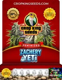 Zachery Yeti Strain