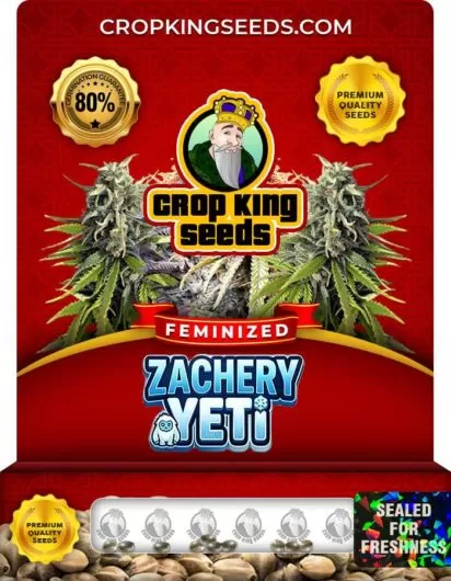 Zachery Yeti Strain