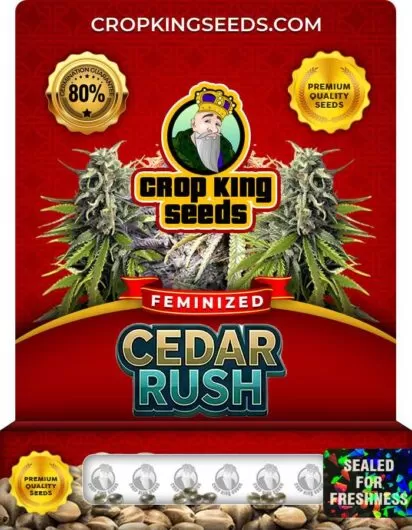 Cedar Rush Strain