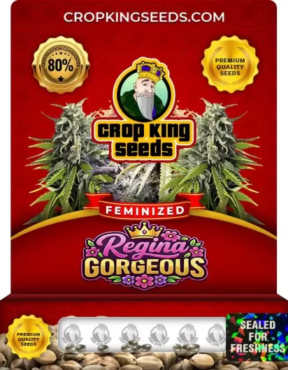 Regina Gorgeous Strain