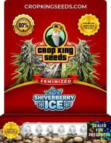 Shiverberry Ice Strain
