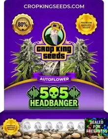 505 Headbanger Autoflower