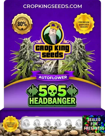 505 Headbanger Autoflower