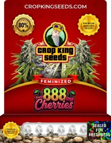888 Cherries Strain