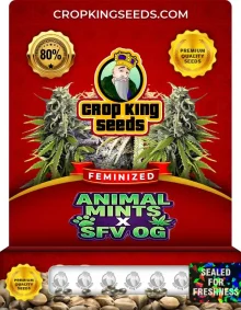 Animal Mints x SFV OG Strain