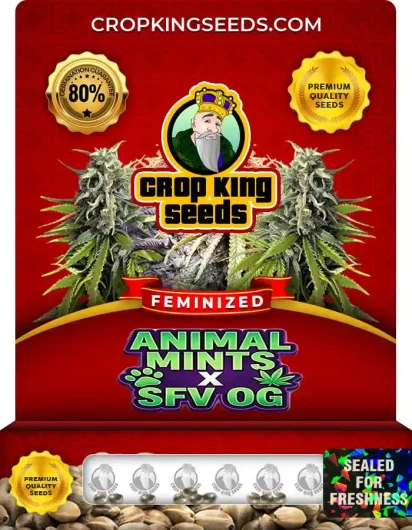 Animal Mints x SFV OG Strain