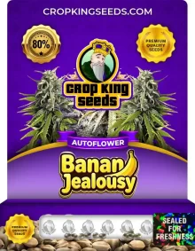 Banana Jealousy Autoflower