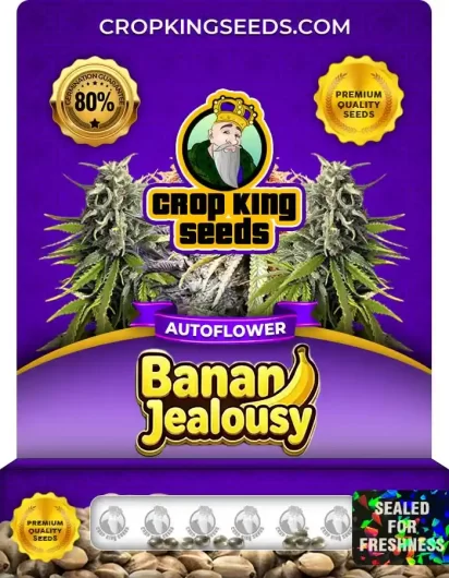 Banana Jealousy Autoflower