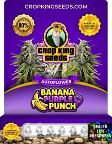 Banana Purple Punch Autoflower