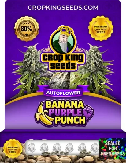 Banana Purple Punch Autoflower