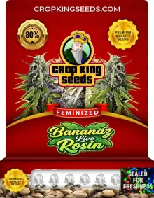 Bananaz Live Rosin Strain