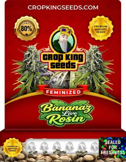Bananaz Live Rosin Strain