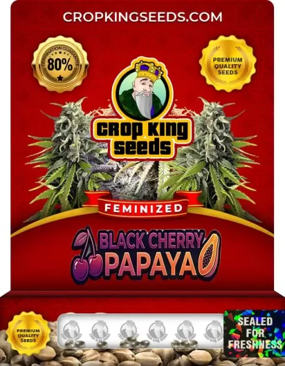 Black Cherry Papaya Strain